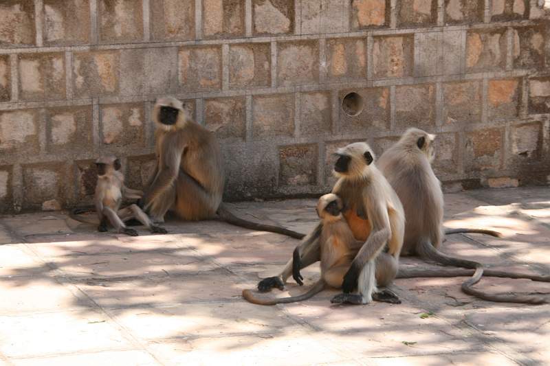 India & Nepal 2011 - 1077